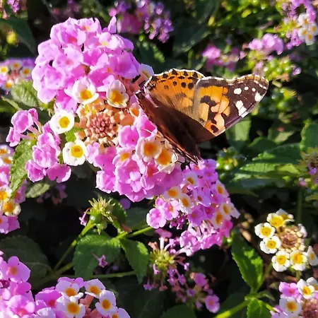 Golden 2 Ialysos (Rhodes)