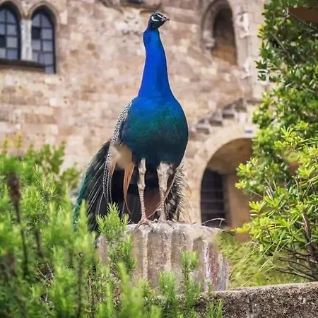 Golden 2 إياليسوس