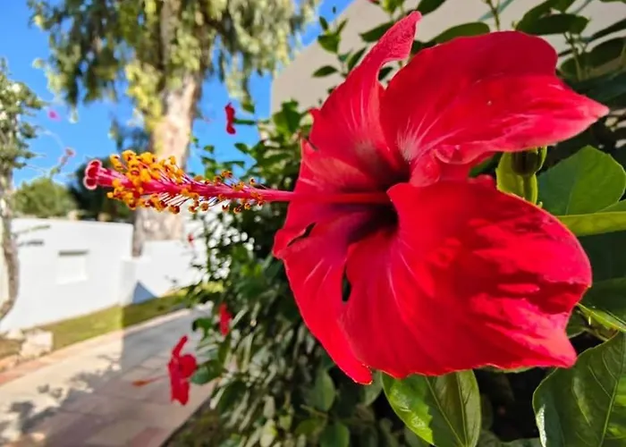 Golden 2 Apartament *