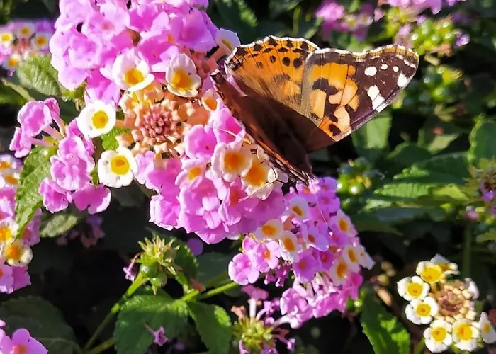 Golden 2 Ialysos (Rhodes)